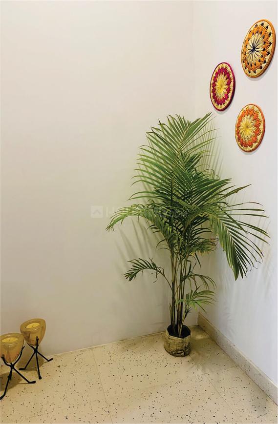 Beetle Orchid - Image 13