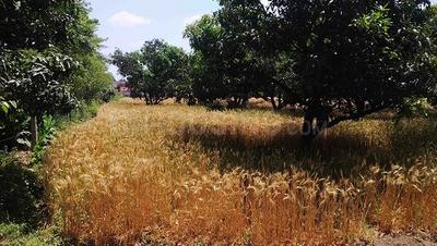 1000 Sq.ft Residential Plot for Sale in Nawada, Dehradun