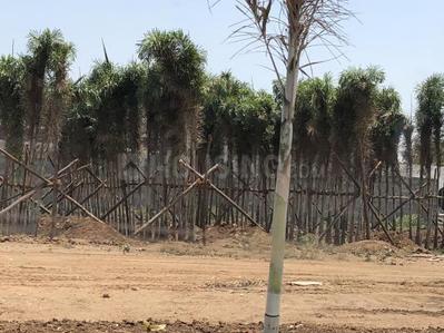 Gallery Cover Image of Sq.ft Residential Plot for buy in Kovilpalayam for 818000
