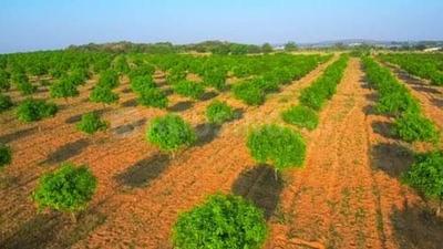 10021 Sq.ft Residential Plot for Sale in Shaikpet, Hyderabad