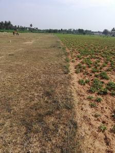 Residential Plot