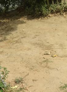 Gallery Cover Image of Sq.ft Residential Plot for buy in Sector 39 for 60021000