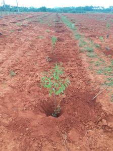 Gallery Cover Image of Sq.ft Residential Plot for buy in Governorpet for 500000