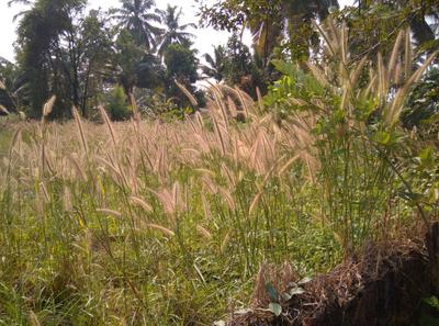 652 Sq.ft Residential Plot for Sale in Salcete, Goa