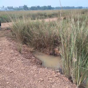 2500 Sq.ft Residential Plot for Sale in Sundarpada, Bhubaneswar