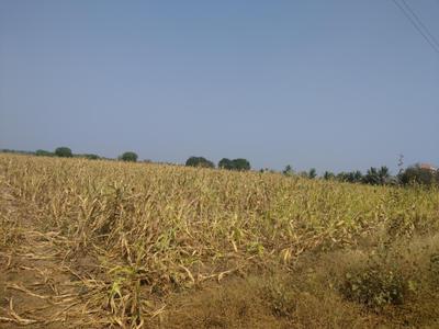 90000 Sq.ft Residential Plot for Sale in Baramati, Pune