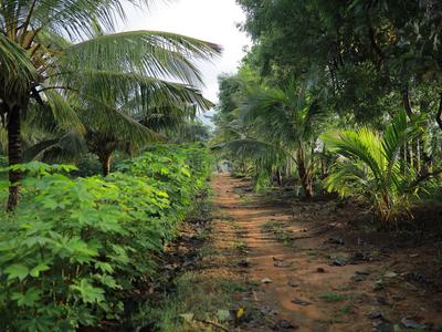 Gallery Cover Image of Sq.ft Residential Plot for buy in Sowripalayam for 18150000