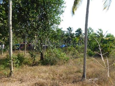 Residential Plot
