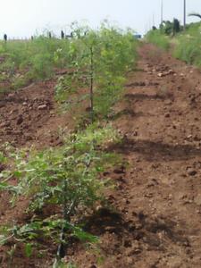1614 Sq.ft Residential Plot for Sale in Baramati, Pune