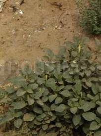 Gallery Cover Image of Sq.ft Residential Plot for buy in Sector 38 for 36294000