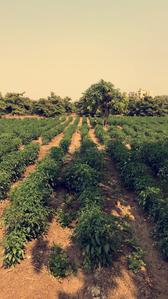 Gallery Cover Image of Sq.ft Residential Plot for buy in Mahim for 15000000