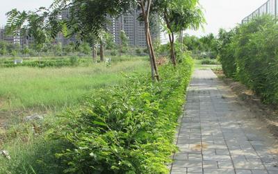 Residential Plot