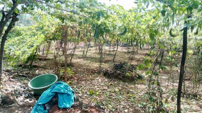 Residential Plot