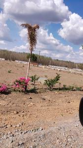 Gallery Cover Image of Sq.ft Residential Plot for buy in Veterinary Colony for 699939