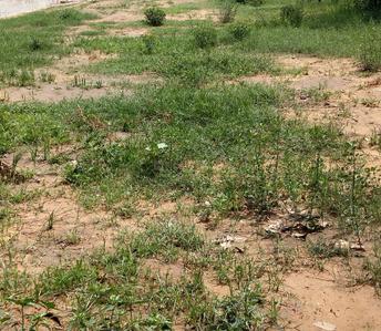 Gallery Cover Image of Sq.ft Residential Plot for buy in Sector 39 for 25650000
