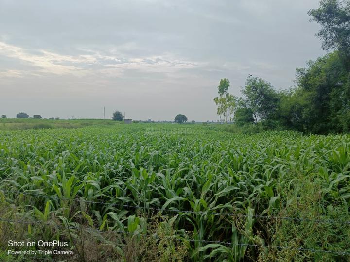 11000 Sqft Agricultural Land for Sale in Sikandrabad, Bulandshahr Property ID 12629396