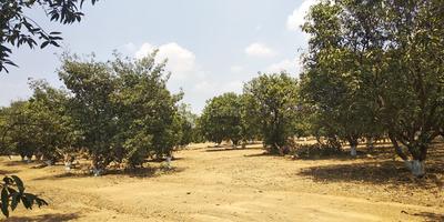 Residential Plot