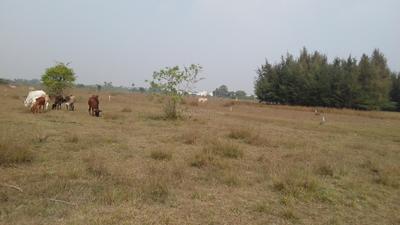 Residential Plot