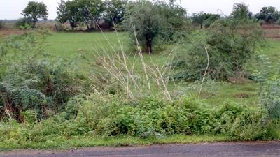 Gallery Cover Image of Sq.ft Residential Plot for buy in Veterinary Colony for 1200000