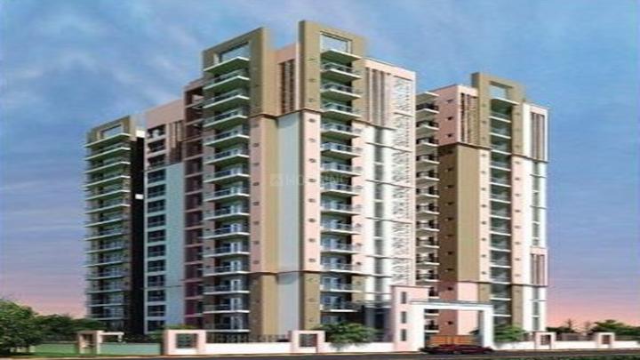 Parakh Golden Maple - Image 5